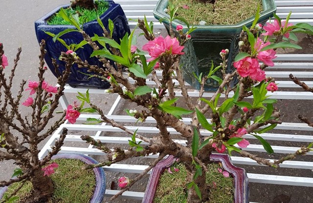 Chán đào khủng, dân Hà Nội tìm mua đào 2 gang tay ảnh 1 Chán đào khủng, dân Hà Nội tìm mua đào 2 gang tay ảnh 1