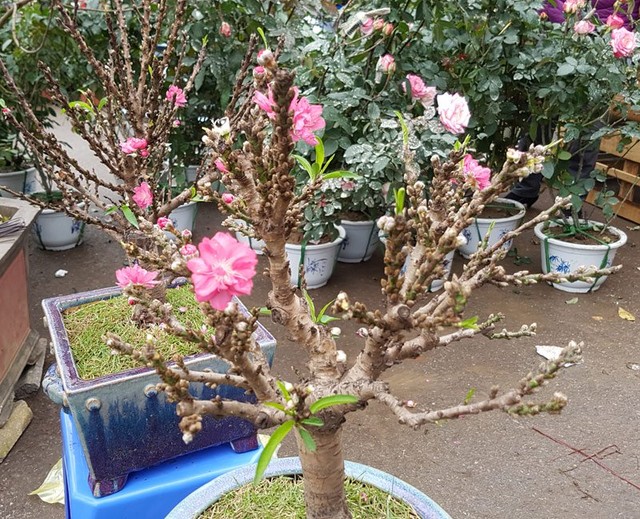 Chán đào khủng, dân Hà Nội tìm mua đào 2 gang tay ảnh 2 Chán đào khủng, dân Hà Nội tìm mua đào 2 gang tay ảnh 2