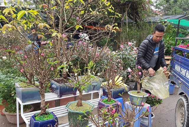 Chán đào khủng, dân Hà Nội tìm mua đào 2 gang tay ảnh 3 Chán đào khủng, dân Hà Nội tìm mua đào 2 gang tay ảnh 3