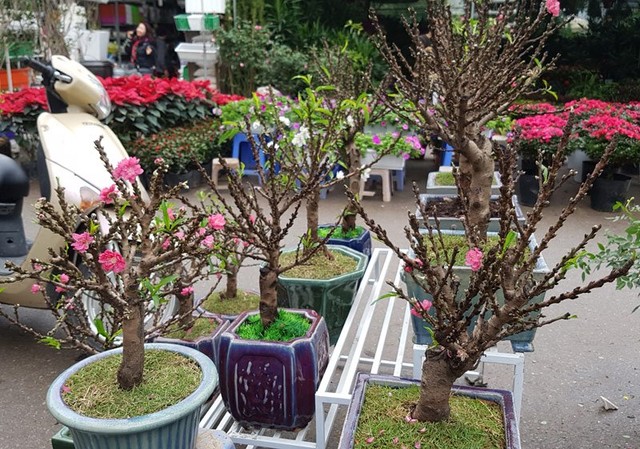 Chán đào khủng, dân Hà Nội tìm mua đào 2 gang tay ảnh 4 Chán đào khủng, dân Hà Nội tìm mua đào 2 gang tay ảnh 4