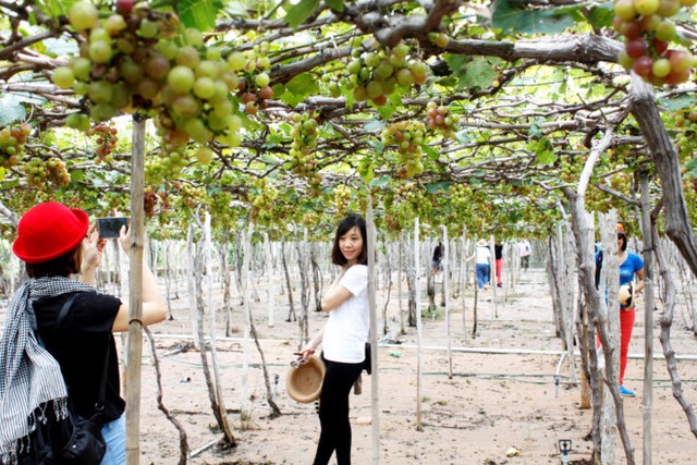 Nho Ninh Thuận giá cao gấp 1,5 lần nhưng mất mùa ảnh 1