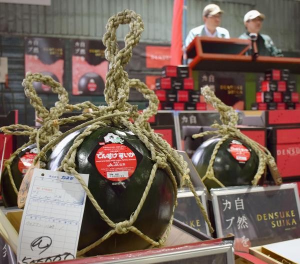Đến thị trấn trồng dưa hấu đen giá cả trăm triệu đồng/quả ảnh 1 Đến thị trấn trồng dưa hấu đen giá cả trăm triệu đồng/quả ảnh 1