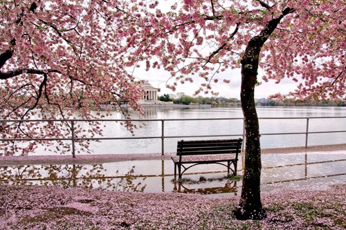 Những điều thú vị về sakura - loài hoa không chỉ có sắc hồng ảnh 1 Những điều thú vị về sakura - loài hoa không chỉ có sắc hồng ảnh 1