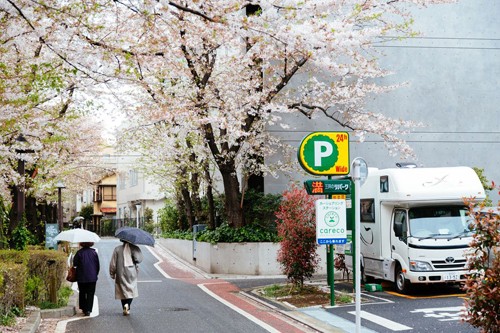 Những điều thú vị về sakura - loài hoa không chỉ có sắc hồng ảnh 2 Những điều thú vị về sakura - loài hoa không chỉ có sắc hồng ảnh 2