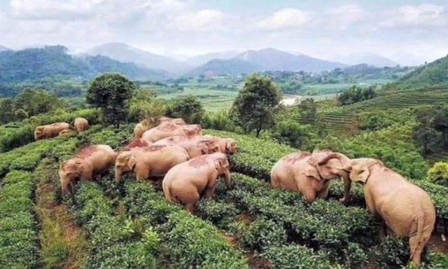 Voi hoang say xỉn sau khi uống trộm rượu ảnh 1 Voi hoang say xỉn sau khi uống trộm rượu ảnh 1