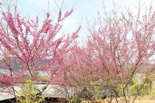 8 điểm đến đẹp nhất Việt Nam để du lịch vào tháng 1 ảnh 2 8 điểm đến đẹp nhất Việt Nam để du lịch vào tháng 1 ảnh 2