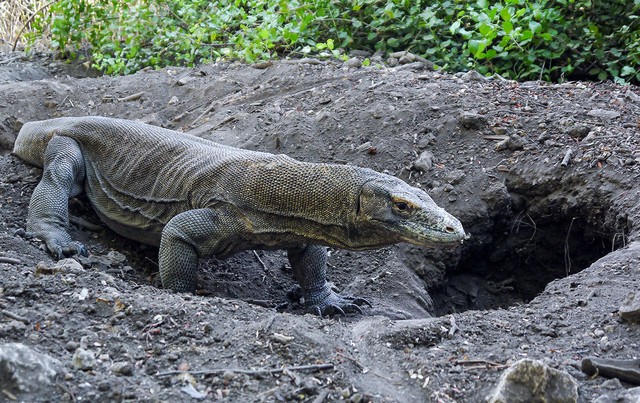 A unique way to help Komodo dragons defeat prey 5 times larger than photo 1