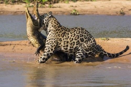 Precise hunting tactics like in textbooks, jaguars only use one move to defeat caiman crocodile photo 2