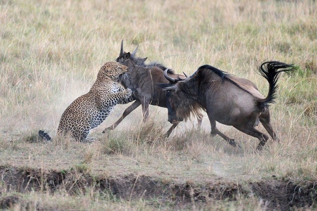 El ñu arriesgó su vida para luchar contra el leopardo y salvar al bebé foto 1