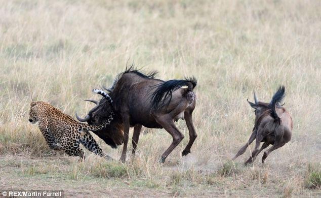 El ñu arriesgó su vida para luchar contra el leopardo y salvar al bebé foto 2