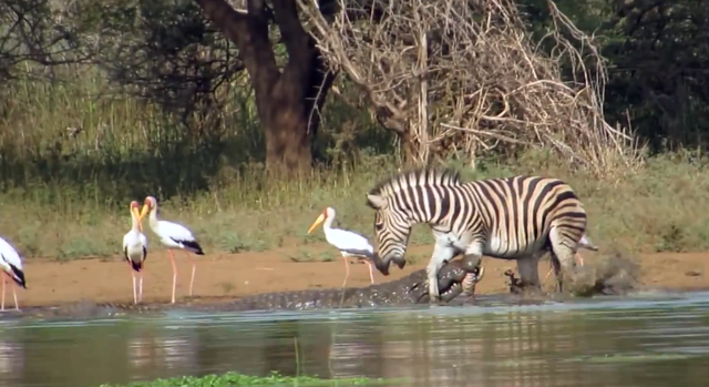 Bitten by a Nile crocodile, the young zebra still makes a dramatic escape photo 2