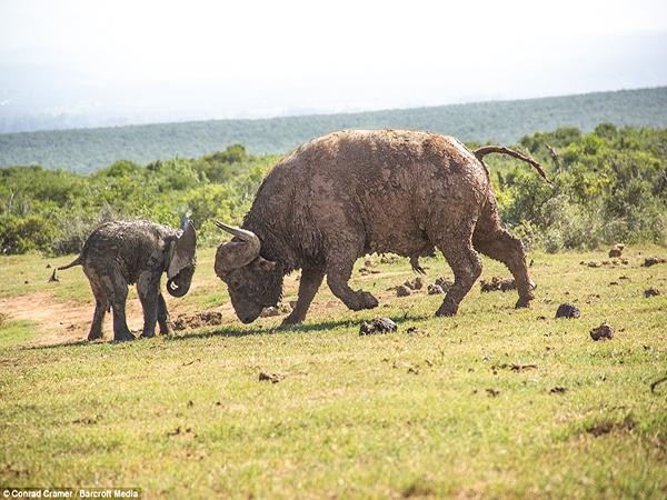 The baby elephant is overconfident, challenges the strength of the buffalo, and then gets an ending that can't be "bitter" than photo 2