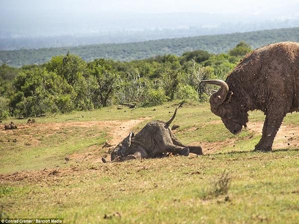 The baby elephant is overconfident, challenges the strength of the buffalo, and then gets an ending that can't be "bitter" than photo 3