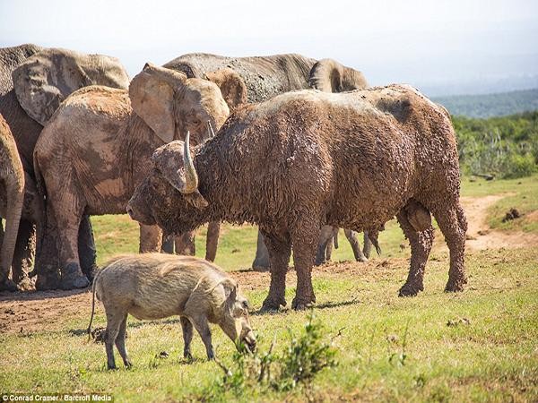 The baby elephant is overconfident, challenges the strength of the buffalo, and then gets an ending that can't be "bitter" than photo 4