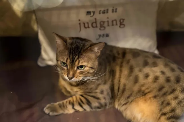 Nhận định sai lầm của chúng ta đối với loài mèo từ trước đến nay ảnh 1