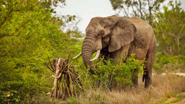 The model was assembled by the mother elephant from each piece of wood.  photo 1