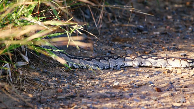 The python was then able to escape into the bushes.  photo 2