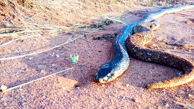 The snake's tail grows from the cobra's belly. photo 1