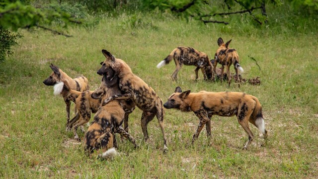 A pack of wild dogs in the wild.  photo 1