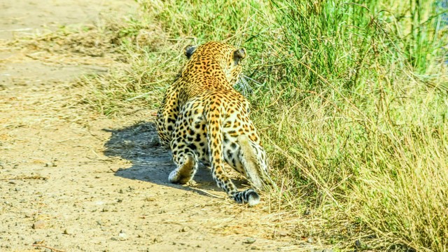 Leopards crawl to get close to their prey photo 1