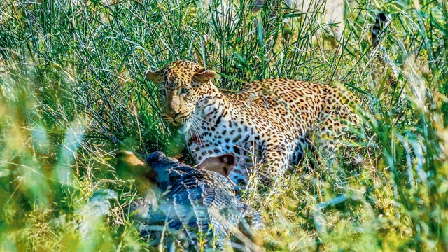 The tug of war for prey between crocodiles and leopards.  photo 2