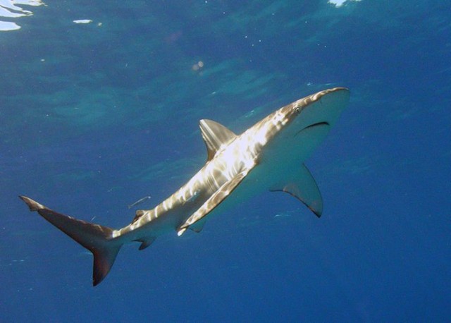 Galapagos shark.  photo 1