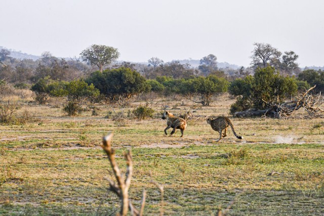 If "screw"  At full strength, cheetahs can run at speeds of more than 100 km/h.  photo 1