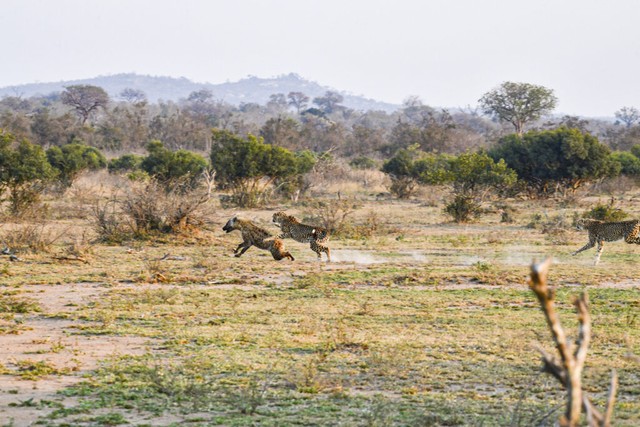 Many times, the hyena was out of breath and almost caught by the leopard.  photo 2