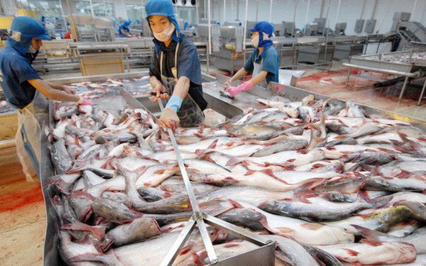 Giá cá tra tăng, doanh nghiệp cá tra kỳ vọng thắng lớn ảnh 1 Giá cá tra tăng, doanh nghiệp cá tra kỳ vọng thắng lớn ảnh 1