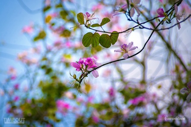Biêng biếc chuyện tình hoa ban tím ảnh 2 Biêng biếc chuyện tình hoa ban tím ảnh 2
