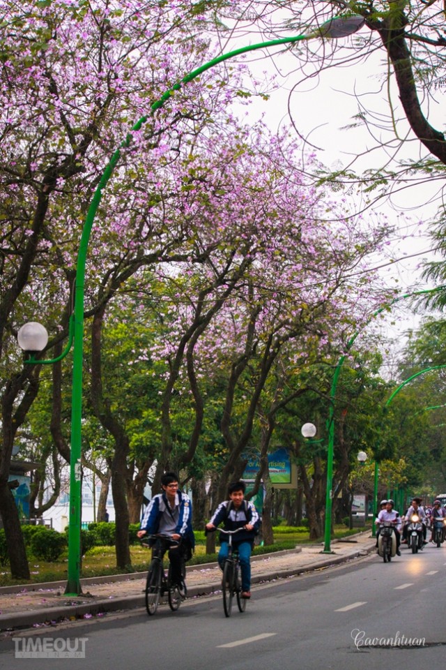 Biêng biếc chuyện tình hoa ban tím ảnh 7 Biêng biếc chuyện tình hoa ban tím ảnh 7
