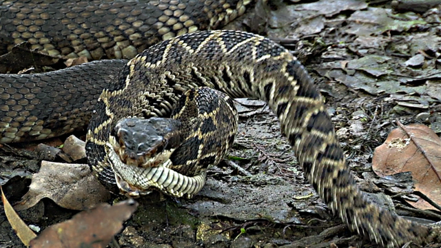 The battle for survival between the two most venomous snakes in America photo 1