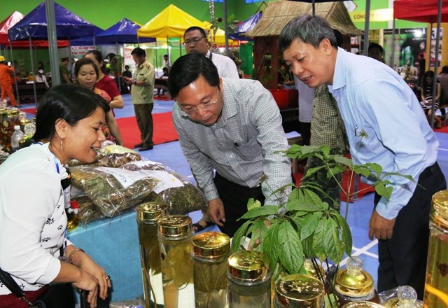 Ông Lê Trí Thanh - Phó Chủ tịch UBND tỉnh Quảng Nam trong lần kiểm tra sản phẩm sâm Ngọc Linh tại huyện Nam Trà My.