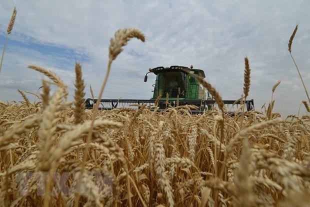 Thu hoạch lúa mì trên cánh đồng tại Stavropol, Nga. (Ảnh: AFP/TTXVN)