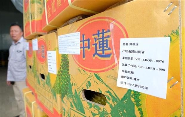 Lô sầu riêng xuất khẩu đầu tiên của Công ty Trách nhiệm hữu hạn thương mại sản xuất Long Thủy (xã Lộc An, huyện Bảo Lâm) gồm 4 container với sản lượng hơn 70 tấn. (Ảnh: Nguyễn Dũng/TTXVN)