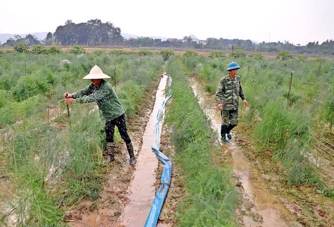 Mô hình hợp tác xã theo chuỗi giá trị nông sản