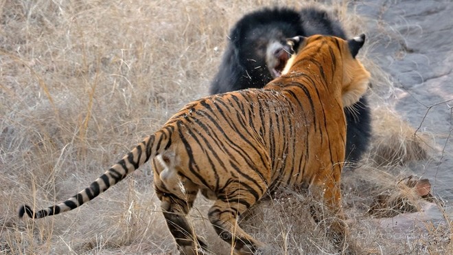 Hợp lực đi săn, đàn hổ hạ gục con gấu to lớn trong “nháy mắt“ | Tin nhanh  chứng khoán