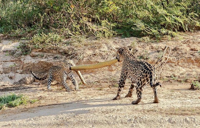 Quái thú" khổng lồ Anaconda trở thành trò chơi kéo co của mẹ con nhà báo  đốm | Tin nhanh chứng khoán