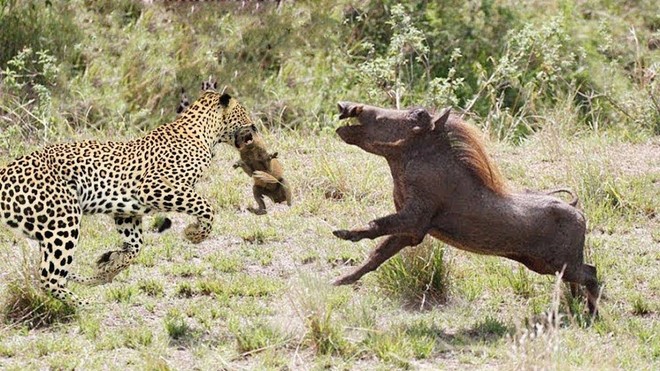 Lợn rừng châu Phi nỗ lực húc tung cả người con báo lên không trung để cứu  lợn con | Tin nhanh chứng khoán