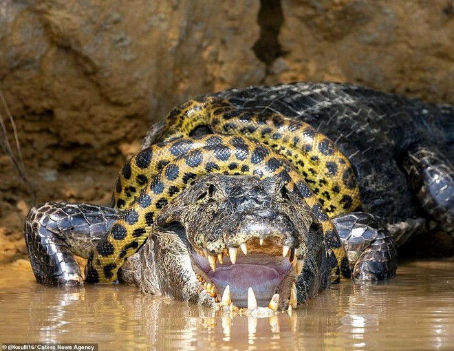 Đại chiến "long tranh hổ đấu" giữa trăn anaconda và cá sấu caiman | Tin  nhanh chứng khoán