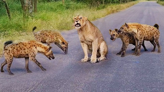 Sa cơ, Vua sư tử rơi vào giữa vòng vây của kẻ thù truyền kiếp | Tin nhanh chứng khoán