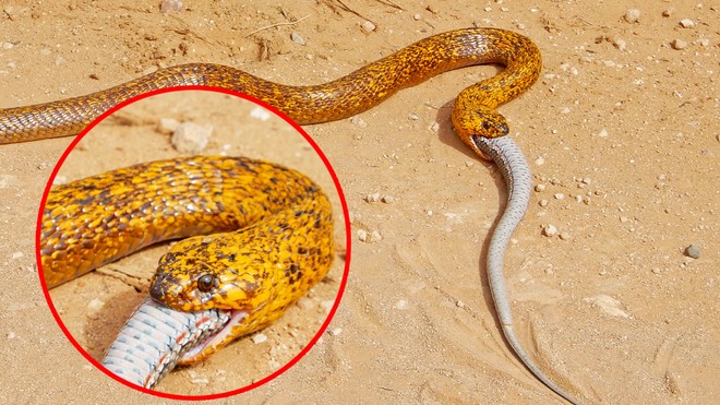 Khám phá loài rắn đẹp nhất và cực độc giữa rừng xanh