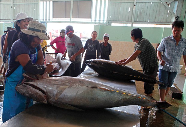 Cá ngừ là một trong những sản phẩm xuất khẩu chủ lực của Phú Yên   