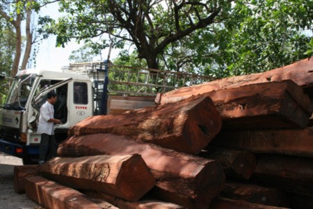 Tháo gỡ vướng mắc cho tái xuất gỗ quý hiếm