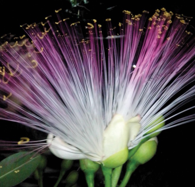 Hoa bàng vuông trên đảo Sơn Ca  