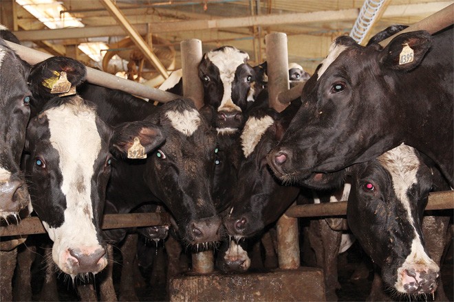 HAG nuôi bò thịt sẽ lãi ít nhất 30 triệu USD năm 2015