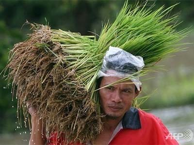 Chính phủ Thái Lan sẽ hỗ trợ một khoản tiền nhằm đảm bảo nông dân Thái Lan có thể trang trải cuộc sống. Ảnh: AFP