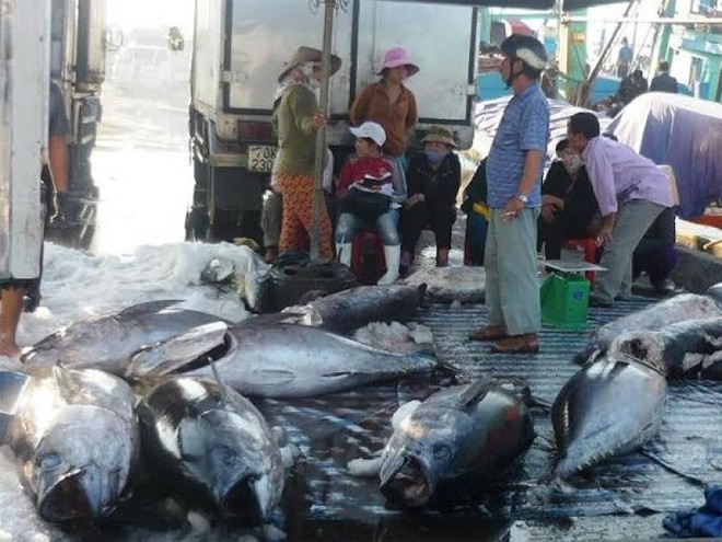 Thu mua cá ngừ đại dương tại cảng cá Quy Nhơn (Bình Định)