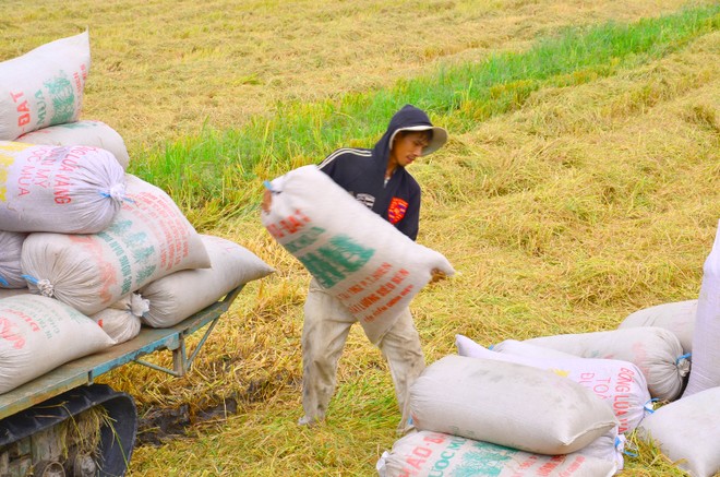 Nếu thu hoạch xong vụ đông xuân mà gạo vẫn khó tiêu thụ thì có thể giá gạo sẽ còn giảm nữa, khi đó thương lái Trung Quốc mới nhảy vô mua