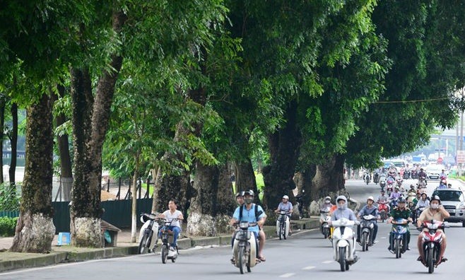 Phố Kim Mã sẽ có nhiều cây xanh bị chặt hạ để phục vụ xây dựng tuyến Metro số 3 đoạn Nhổn - Ga Hà Nội.